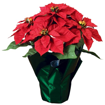 poinsettia in green-wrapped pot